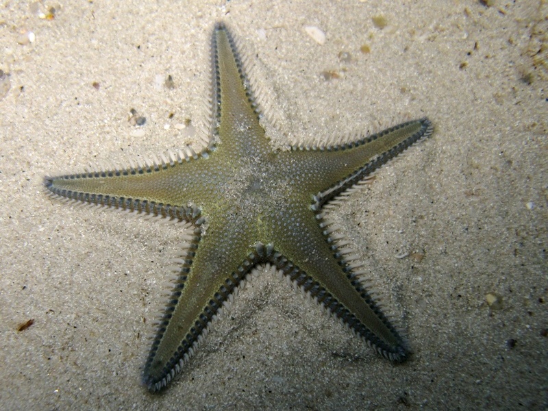 Astropecten platyacanthus (Philippi, 1837)